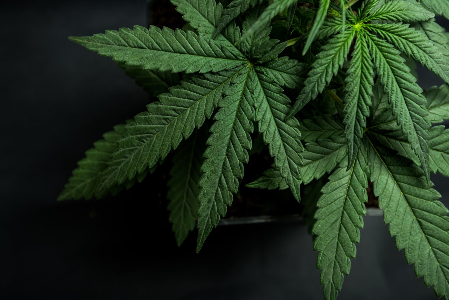 Why does marijuana have to become legal