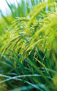 Crop solutions - Homepage Copy