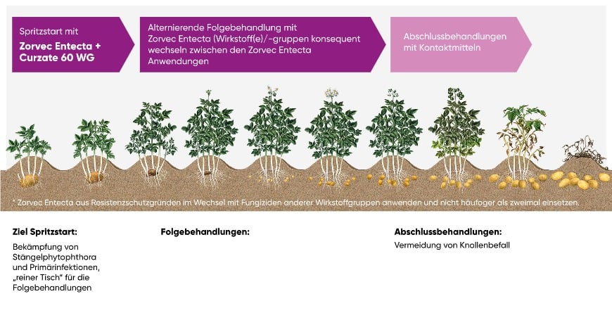 Zorvec Entecta Anwendungsempfehlung