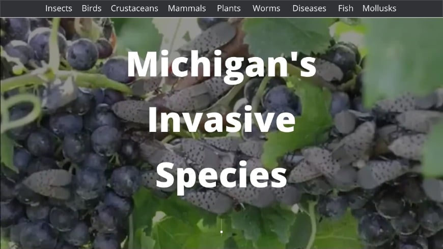 Invasive Michigan