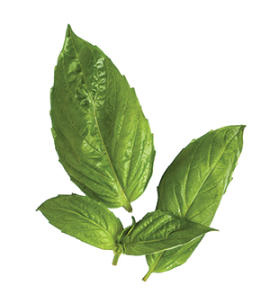 Fresh Basil