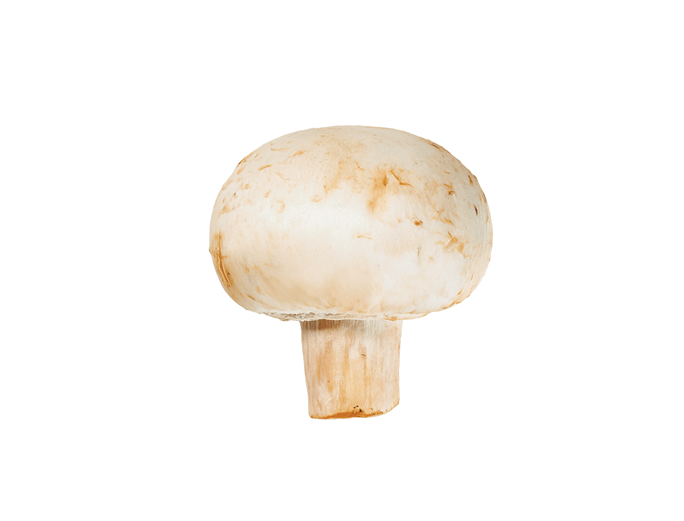 button mushroom