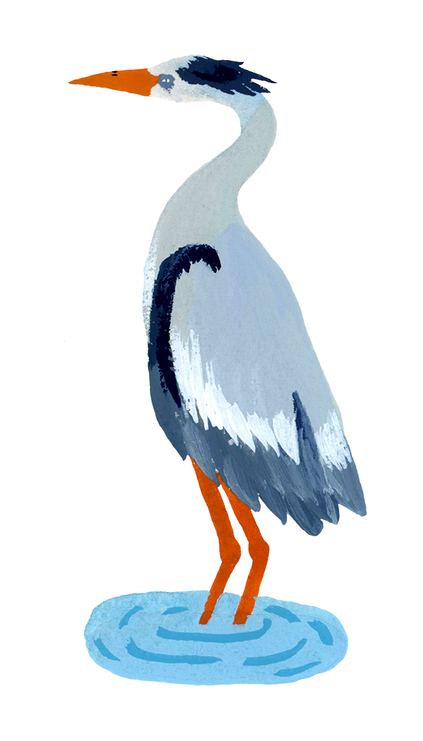 Illustration of a heron bird in water