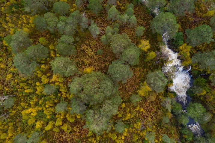 Rừng có dòng sông chảy qua nhìn từ trên cao