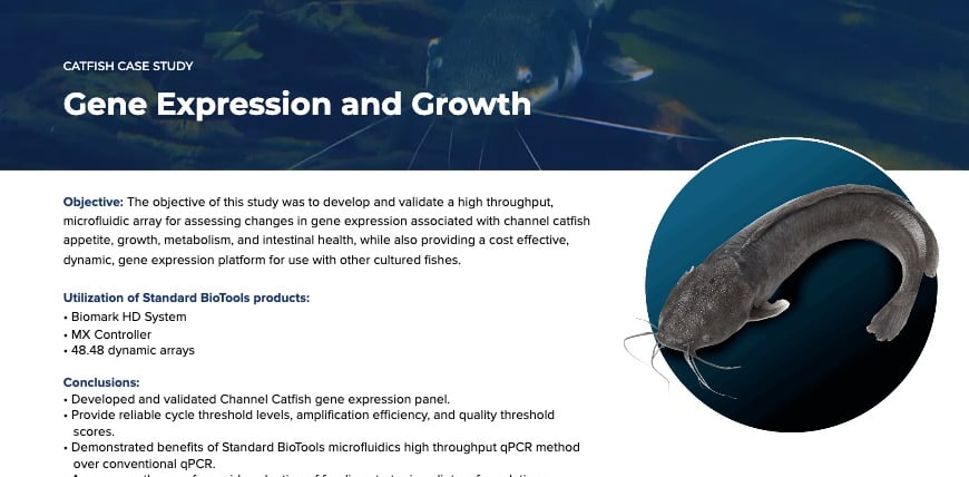 Catfish - 1